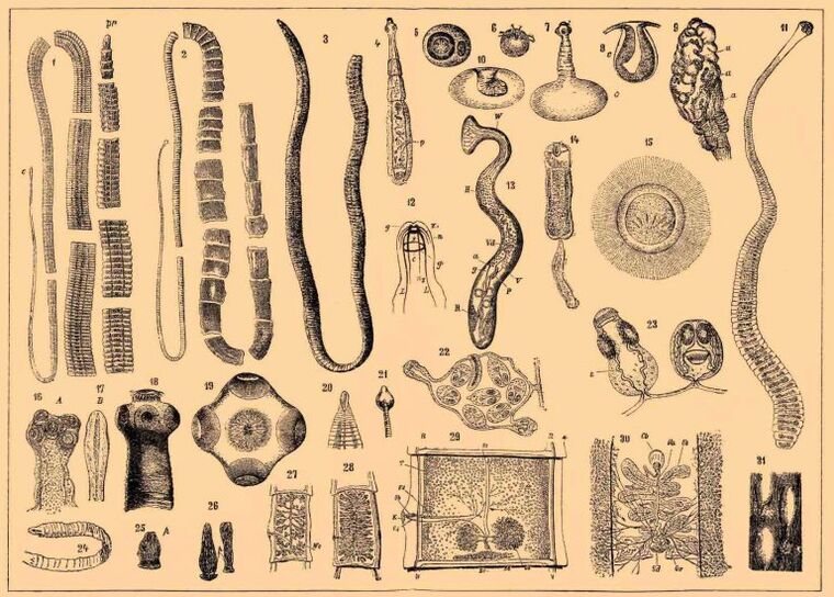Vrste črvov v človeškem telesu